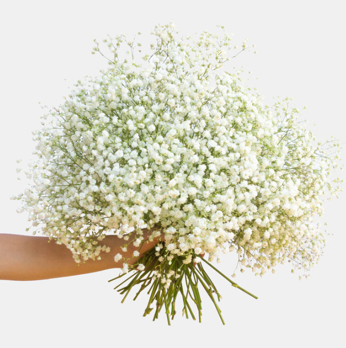 100 Fiori Secchi Gypsophila Bianchi - Per Decorazioni, Resina, Candele, DIY, Altezza 7-12cm - Foto 11