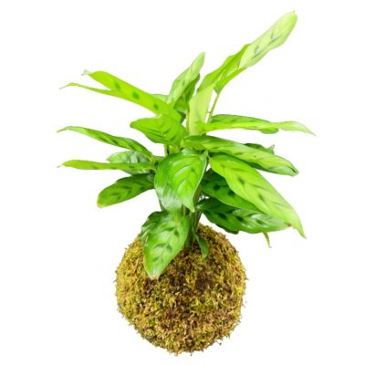 kokedama di calathea