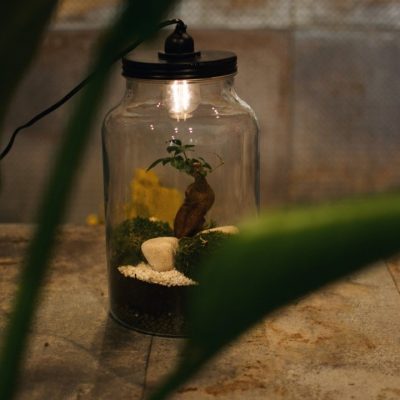 Lampada Terrarium consegna a domicilio con Cosaporto