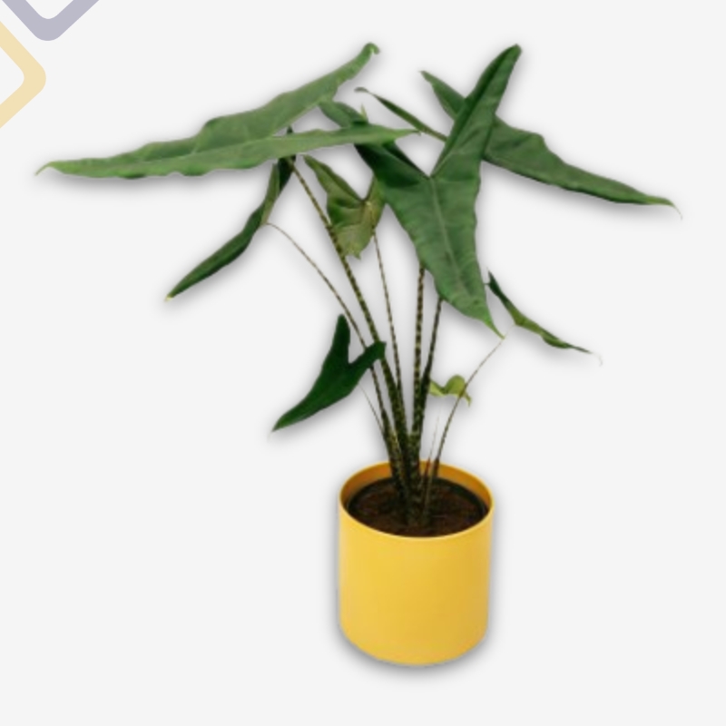 Palma – Alocasia Zebrina Tigrina