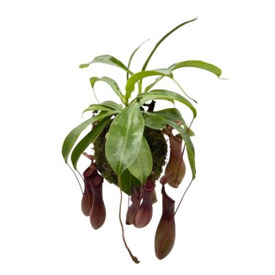 Nepenthes Le Koke di Cinthia consegna a domicilio con cosaporto