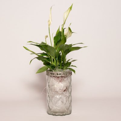 Spathiphyllum composta in Vaso di vetro Piantala consegna a domicilio con Cosaporto.it