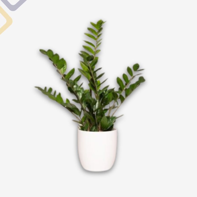 Zamioculcas – con/senza vaso