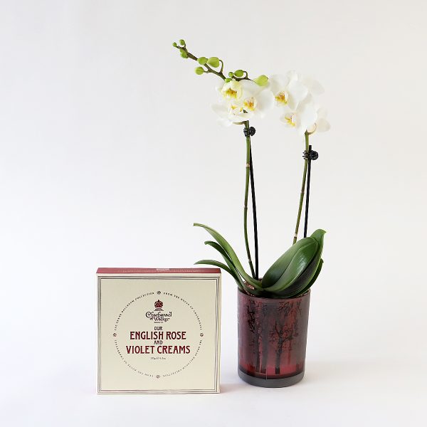Bundle Orchid & Chocolates Windmill Flowers home delivery with cosaporto