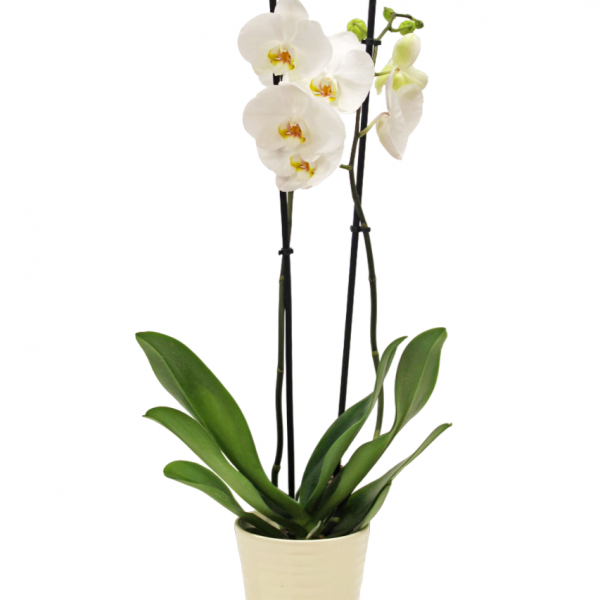 Orchidea Bianca - La Maison de Mary Terry