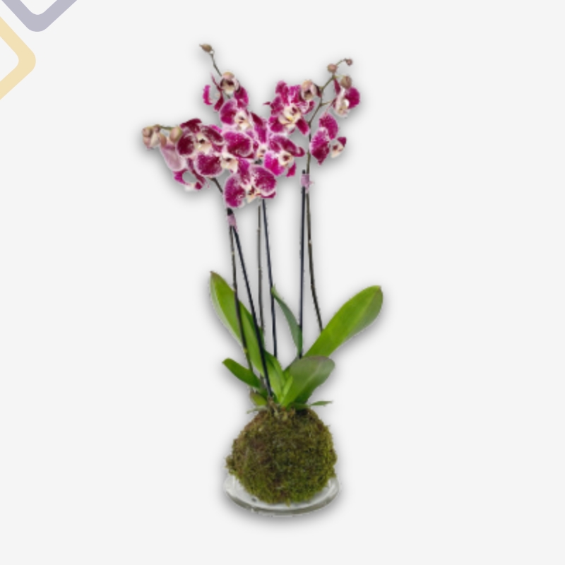 Kokedama di orchidea phalenopsis